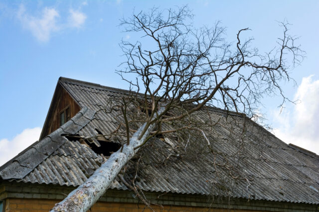 Slate asbestos roof damaged by a fallen down tree.