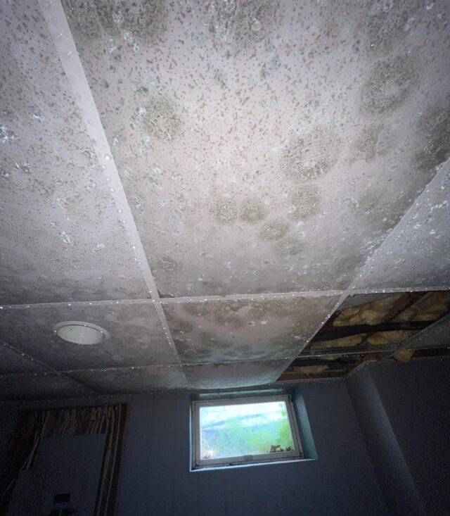 mold growth on basement ceiling in central islip home